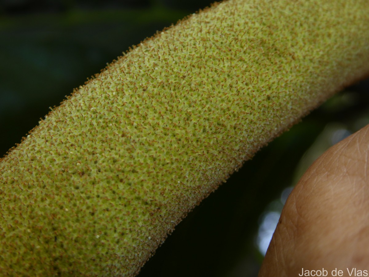 Artocarpus nobilis Thwaites